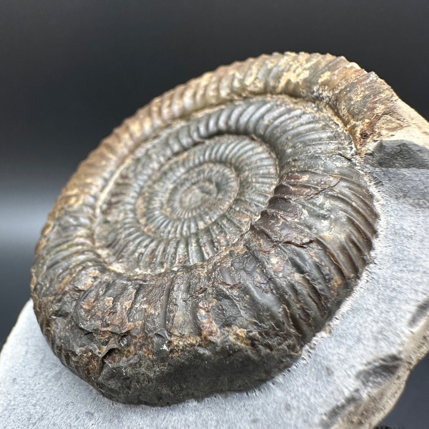 Dactylioceras Ammonite Fossil With Box And Stand - Whitby, North Yorkshire Jurassic Coast Yorkshire Fossils