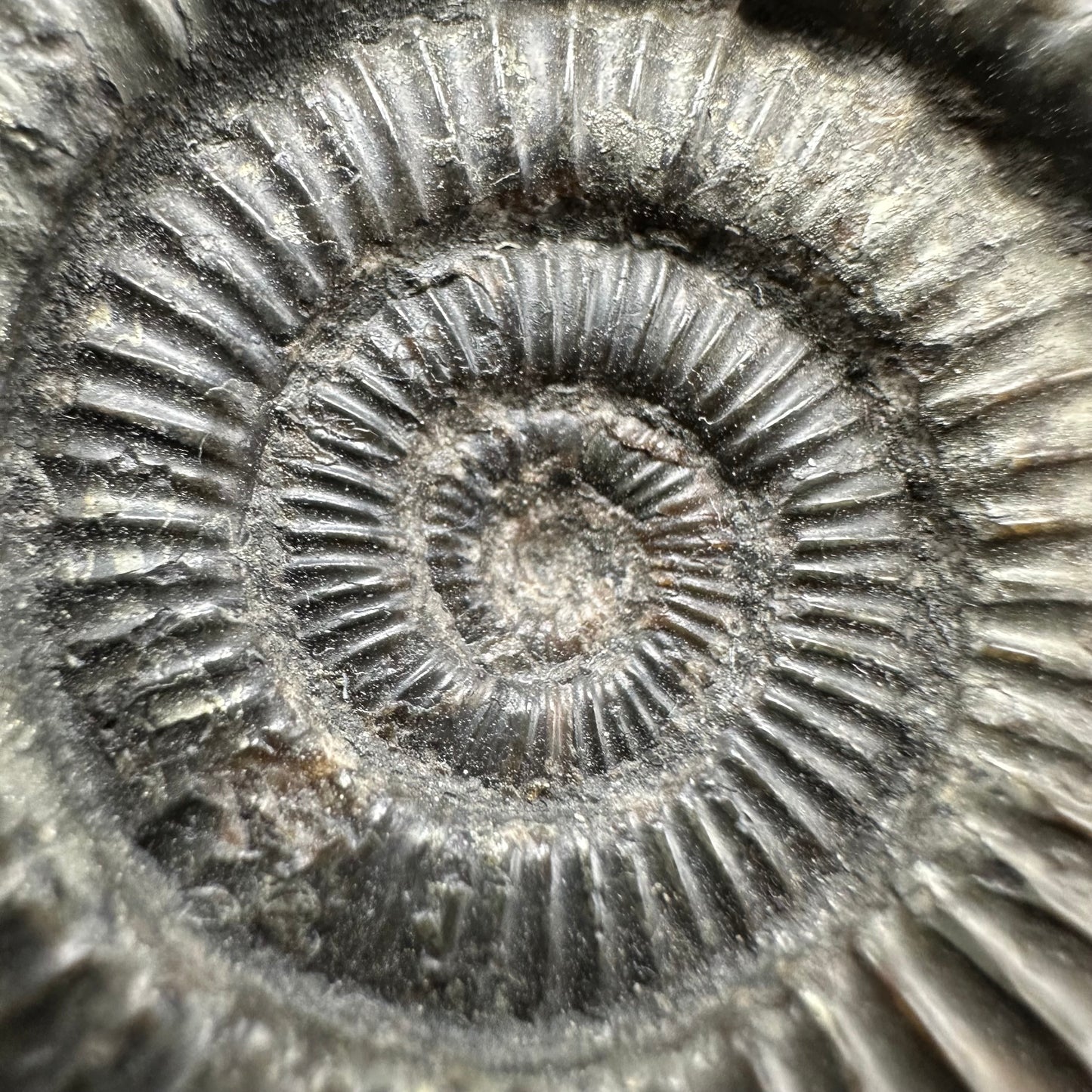 Dactylioceras Ammonite Fossil With Box And Stand - Whitby, North Yorkshire Jurassic Coast Yorkshire Fossils