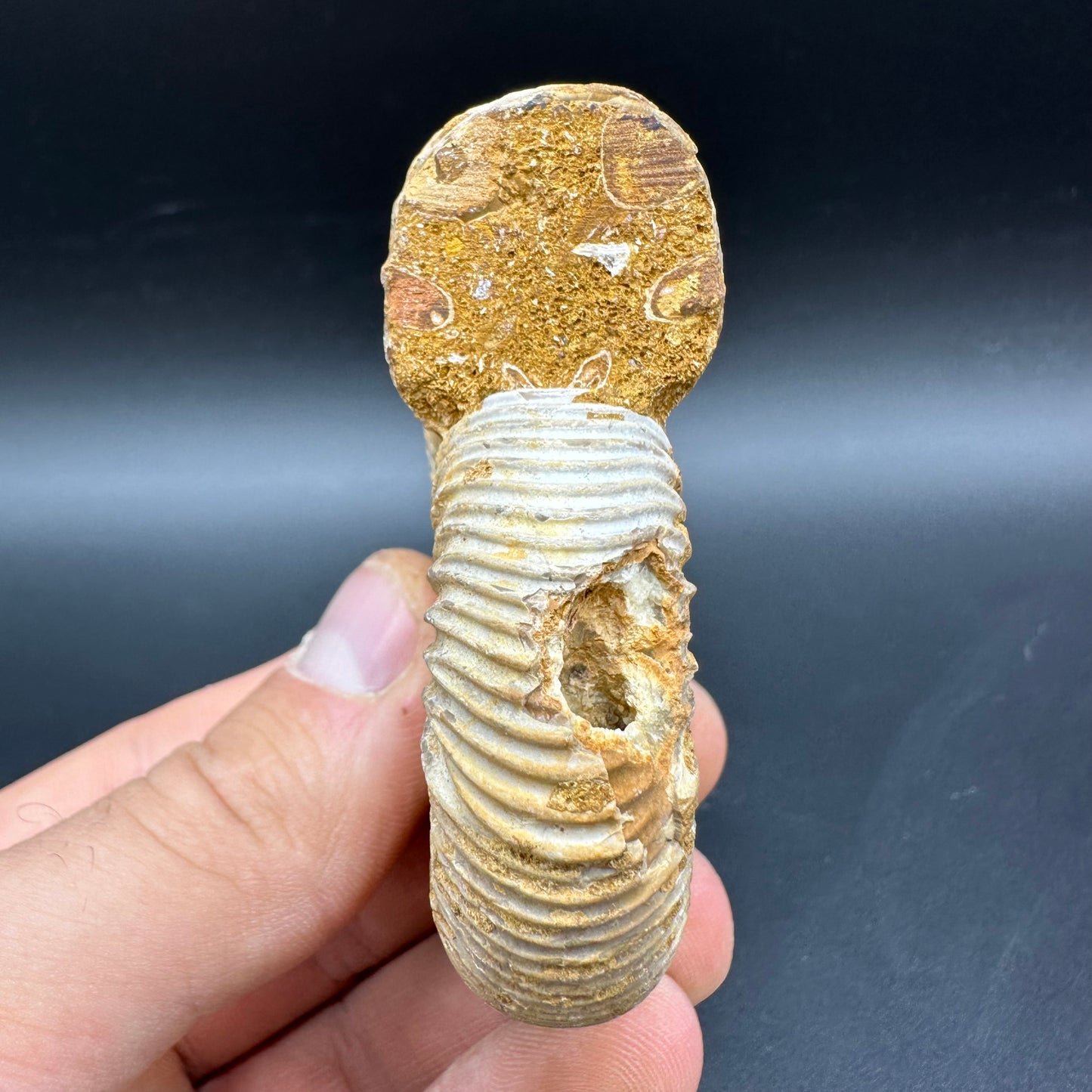 Dichotomosphinctes Ammonite Fossil With Box And Stand - Middle Jurassic Ammonite Madagascar