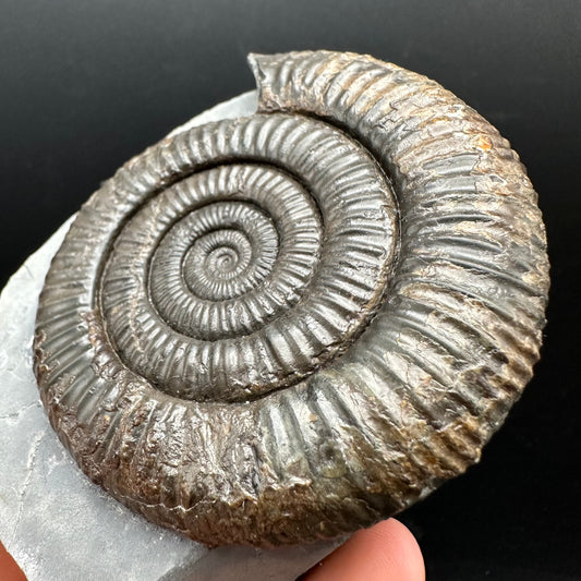 Dactylioceras Ammonite Fossil With Stand - Whitby, North Yorkshire Jurassic Coast Yorkshire Fossils