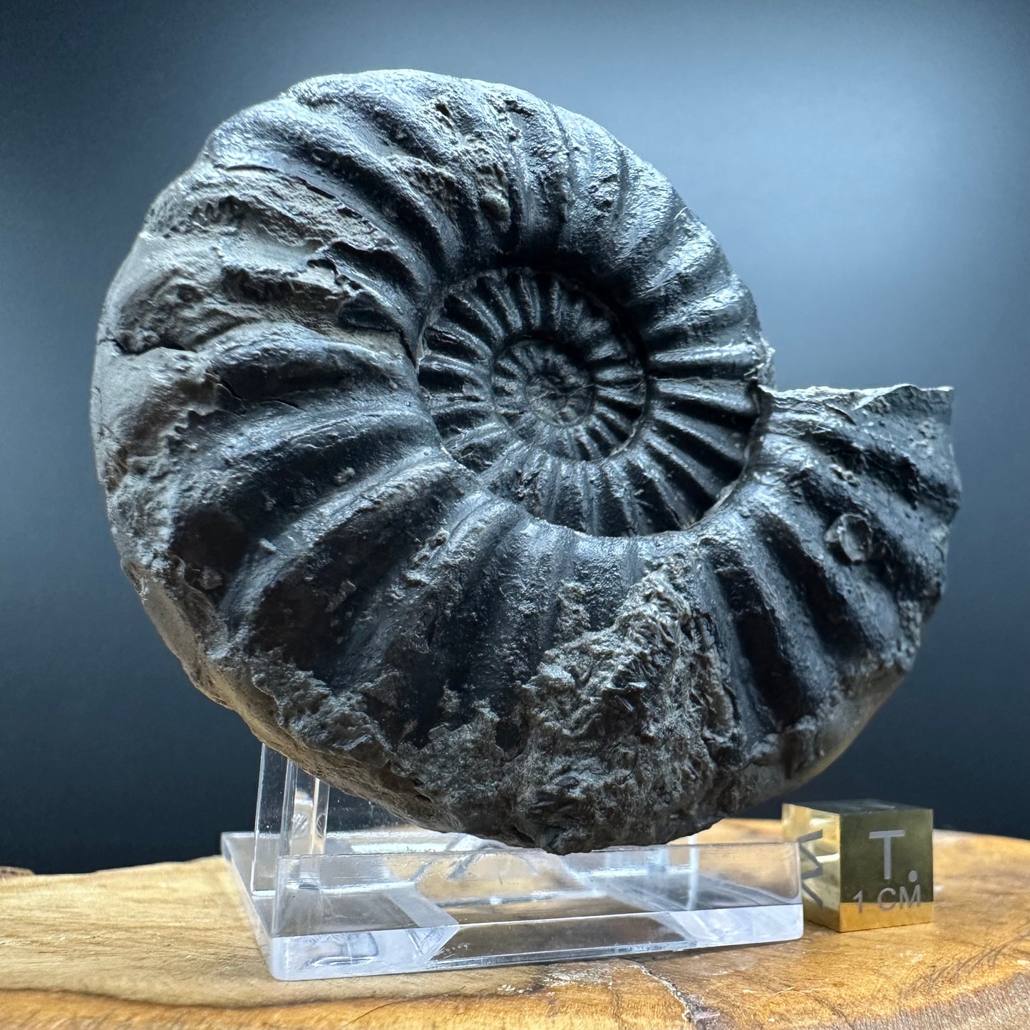 Asteroceras Ammonite fossil with box and stand - Whitby, North Yorkshire Jurassic Coast Yorkshire Fossils