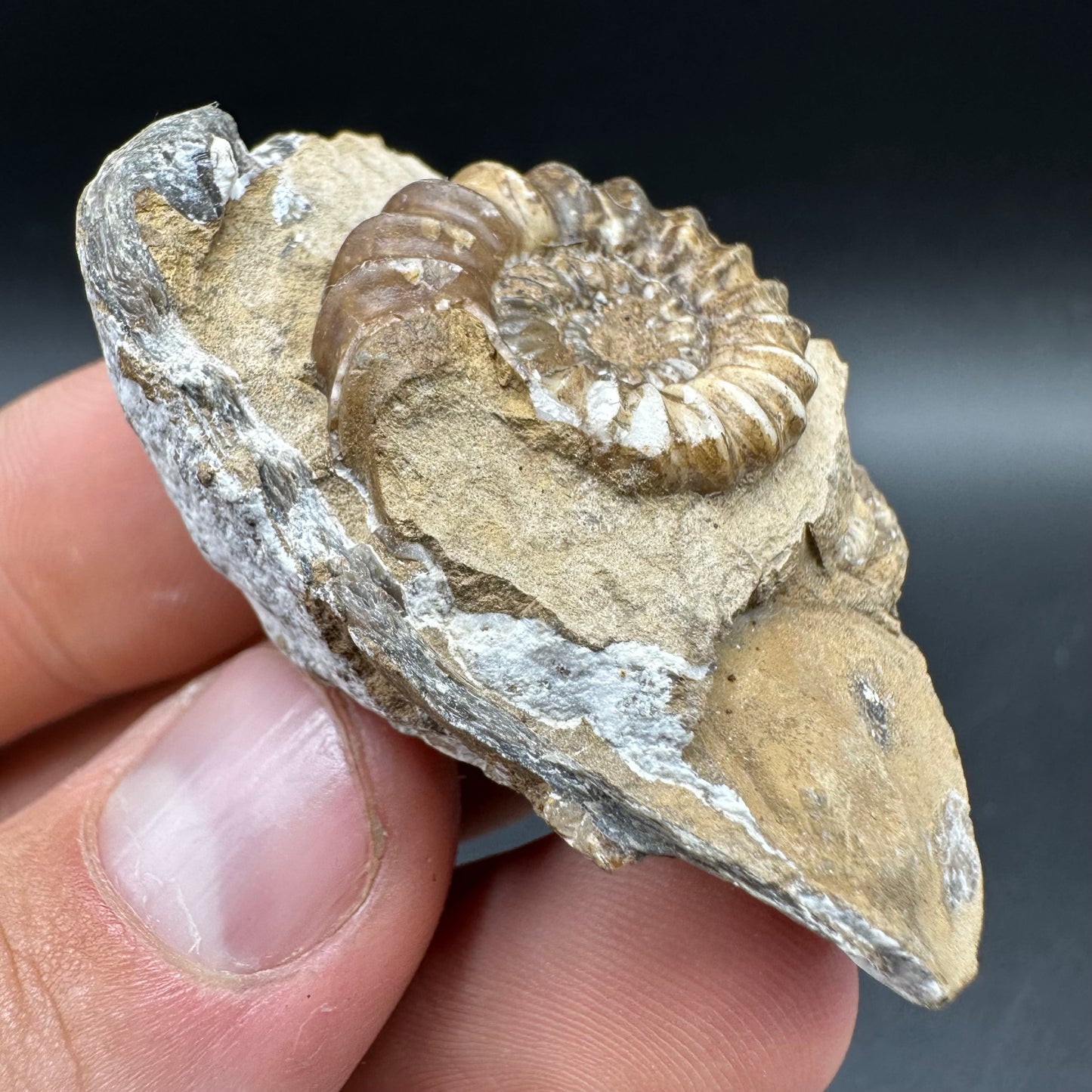 Androgynoceras capricornus Ammonite Fossil With Box And Stand - Whitby, North Yorkshire Jurassic Coast Yorkshire Fossils