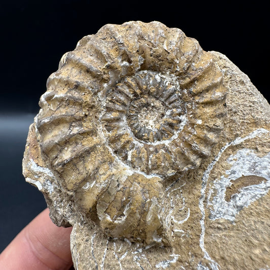 Androgynoceras capricornus Ammonite fossil with box and stand - Whitby, North Yorkshire Jurassic Coast Yorkshire Fossils
