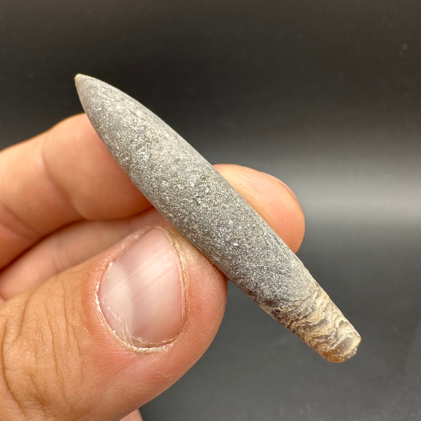 Hibolite (Fossil Squid) shell fossil - Whitby, North Yorkshire Jurassic Coast Yorkshire Fossils