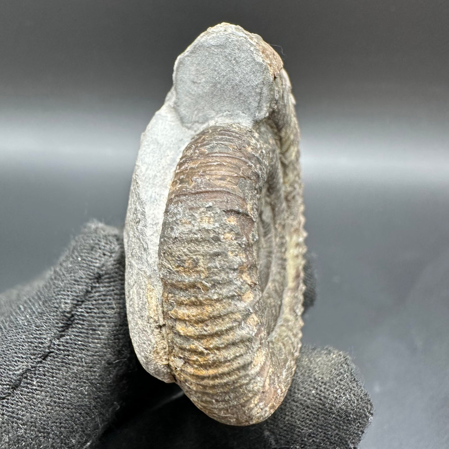Dactylioceras Ammonite Fossil With Box And Stand - Whitby, North Yorkshire Jurassic Coast Yorkshire Fossils