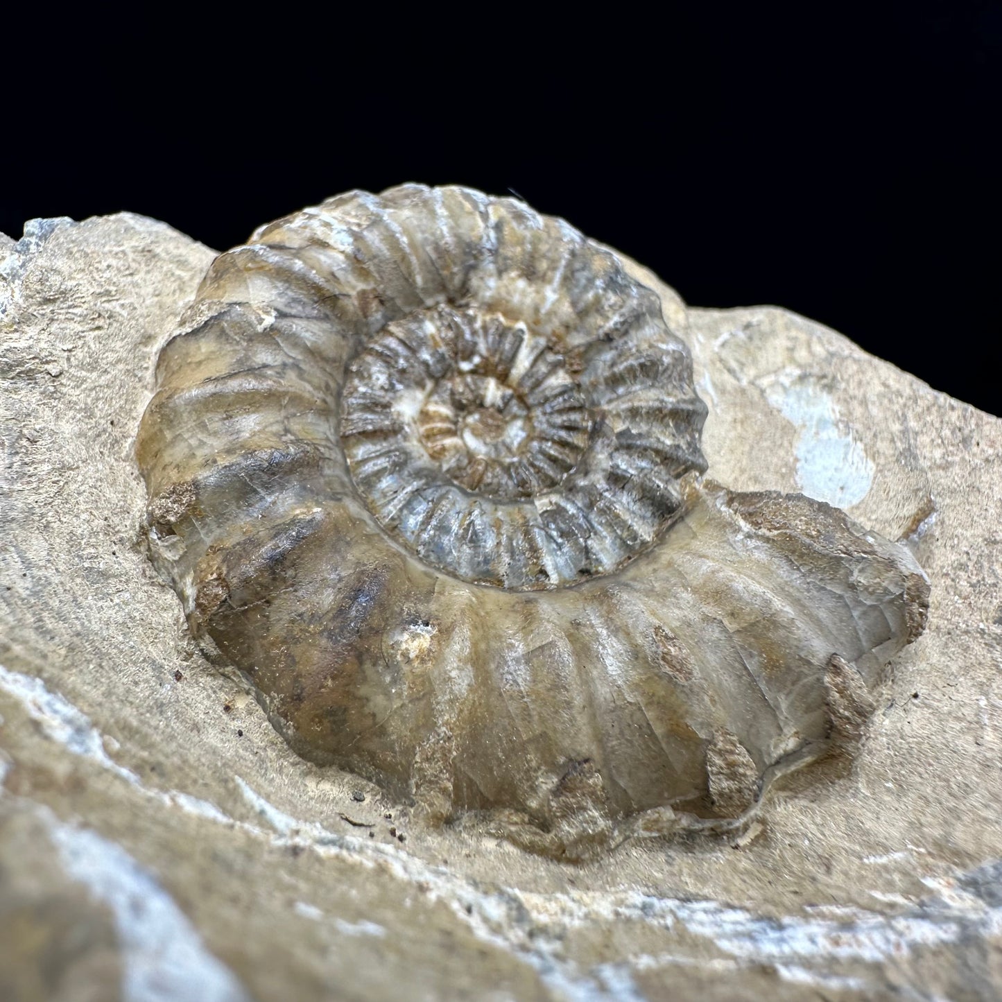 Androgynoceras capricornus Ammonite fossil with box and stand - Whitby, North Yorkshire Jurassic Coast Yorkshire Fossils
