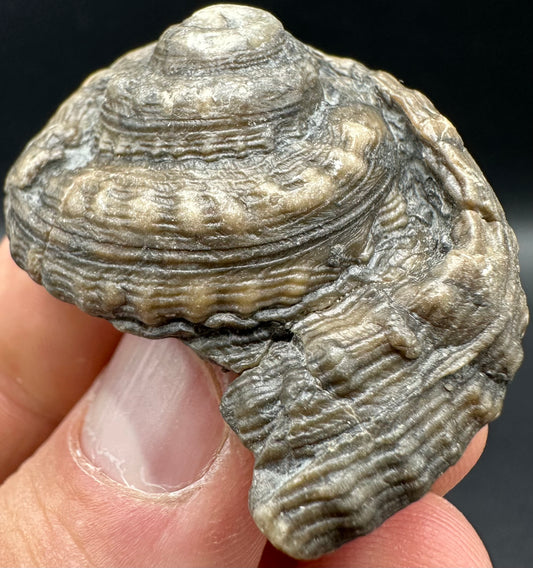 Gastropod Shell Fossil With Box And Stand - Whitby, North Yorkshire, Jurassic Coast, Yorkshire Fossils