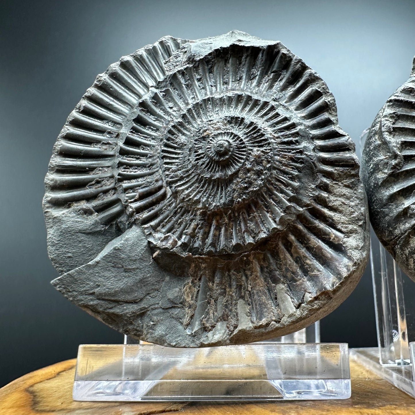 Dactylioceras Ammonite nodule (split pair) Fossil With Box And Stand - Whitby, North Yorkshire Jurassic Coast Yorkshire Fossils