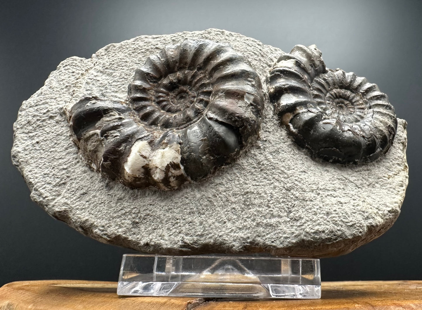 Androgynoceras maculatum ammonite fossil with box and stand - Whitby, North Yorkshire Jurassic Coast Yorkshire Fossils