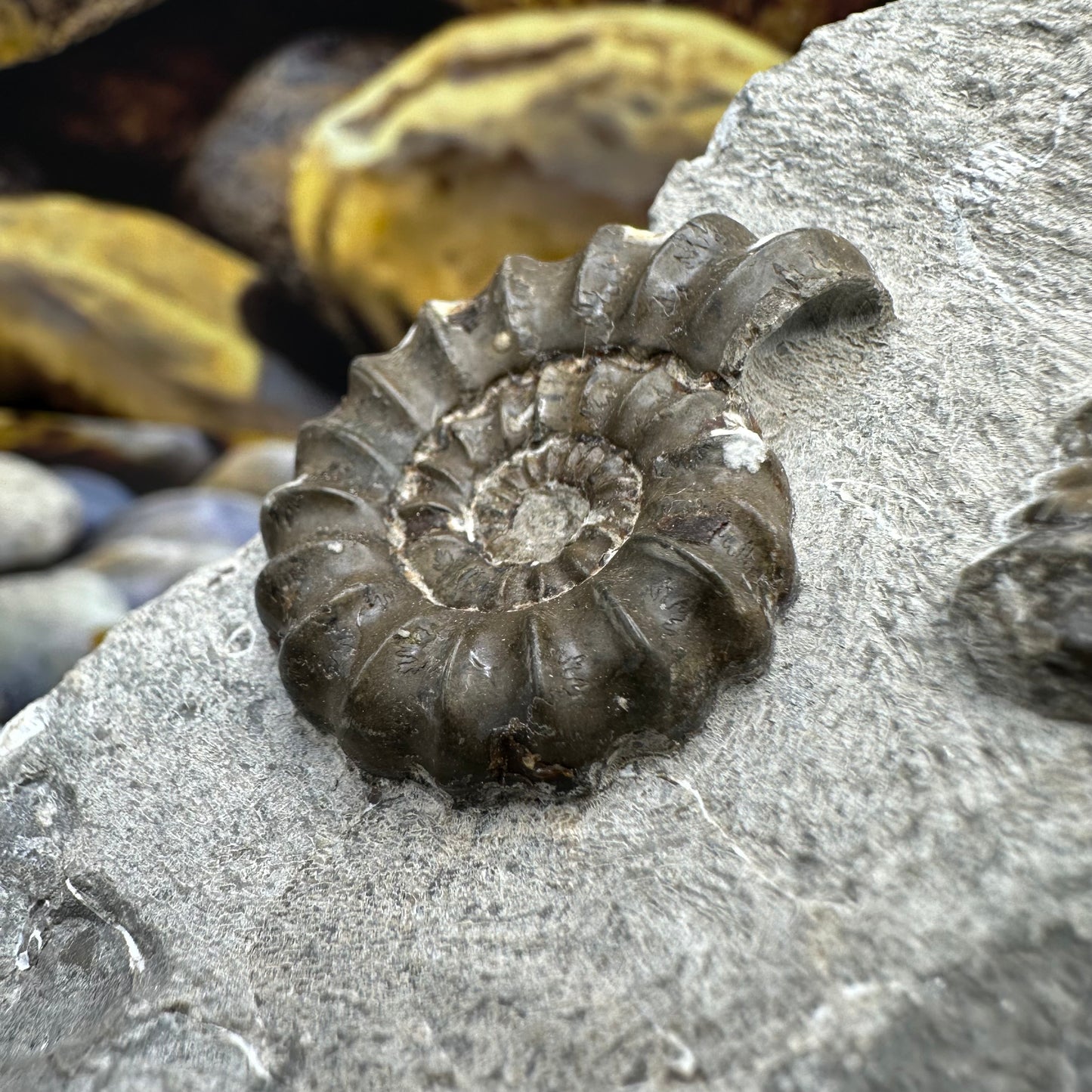 Androgynoceras Maculatum ammonite fossil - Whitby, North Yorkshire
