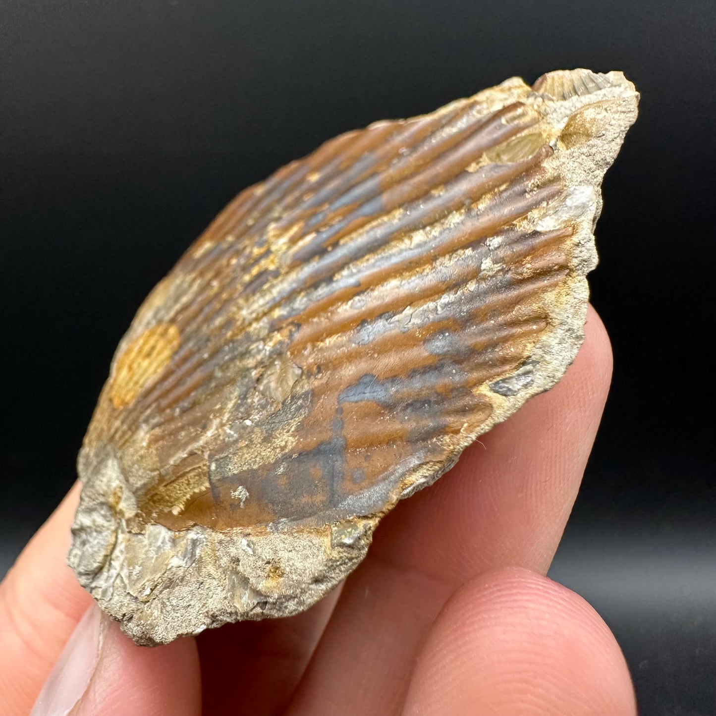 Androgynoceras capricornus Ammonite Fossil With Box And Stand - Whitby, North Yorkshire Jurassic Coast Yorkshire Fossils