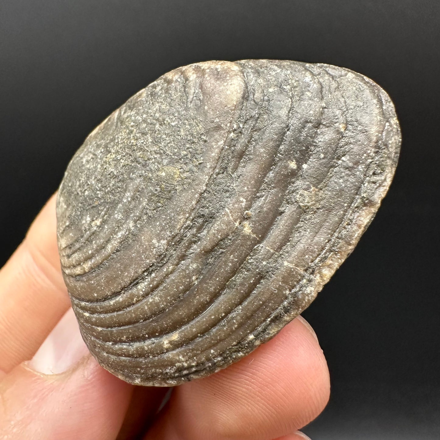 Shell fossil with box and stand - Whitby, North Yorkshire, Jurassic Coast, Yorkshire Fossils
