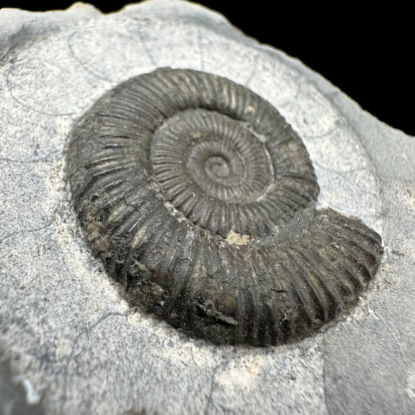 Dactylioceras Ammonite Fossil With Box And Stand - Whitby, North Yorkshire Jurassic Coast Yorkshire Fossils