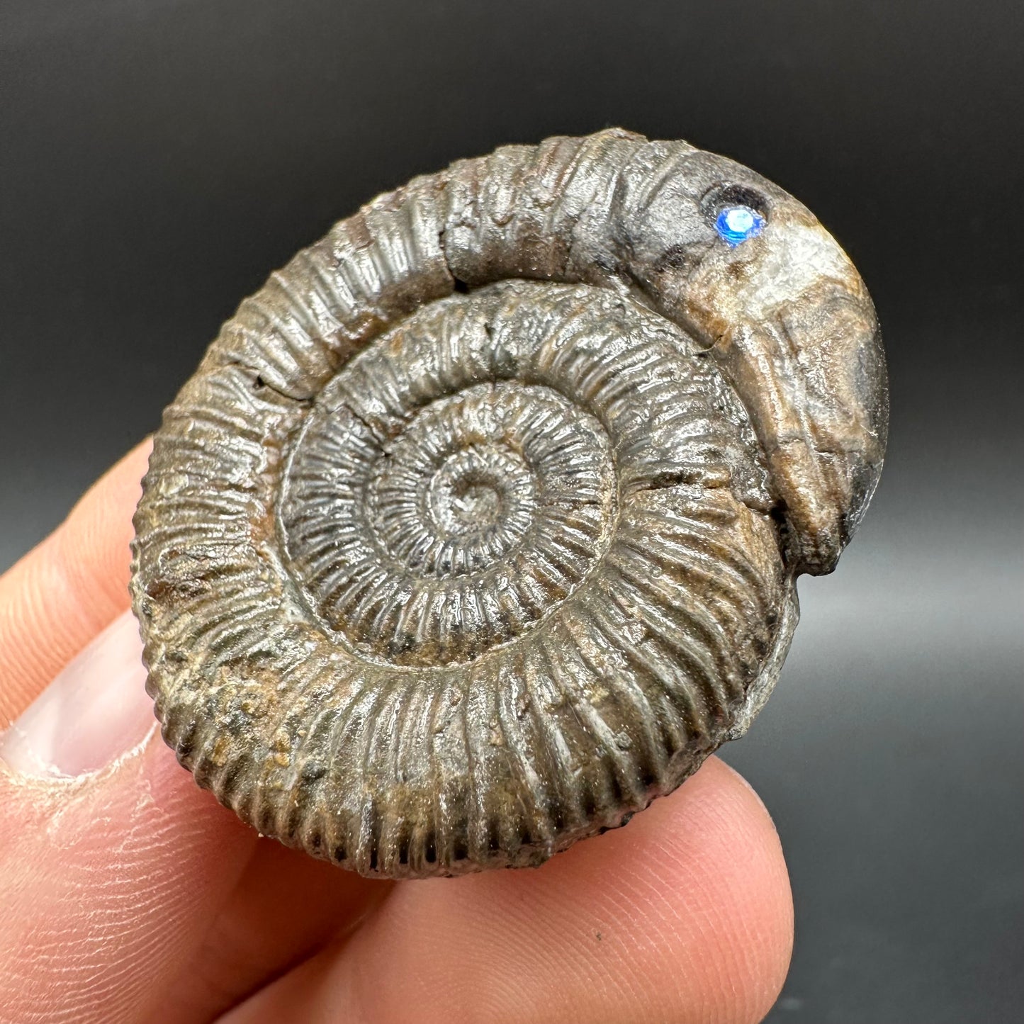 Snakestone Ammonite Fossil With Bag/Box And Stand - Whitby, North Yorkshire Jurassic Coast Yorkshire Fossils