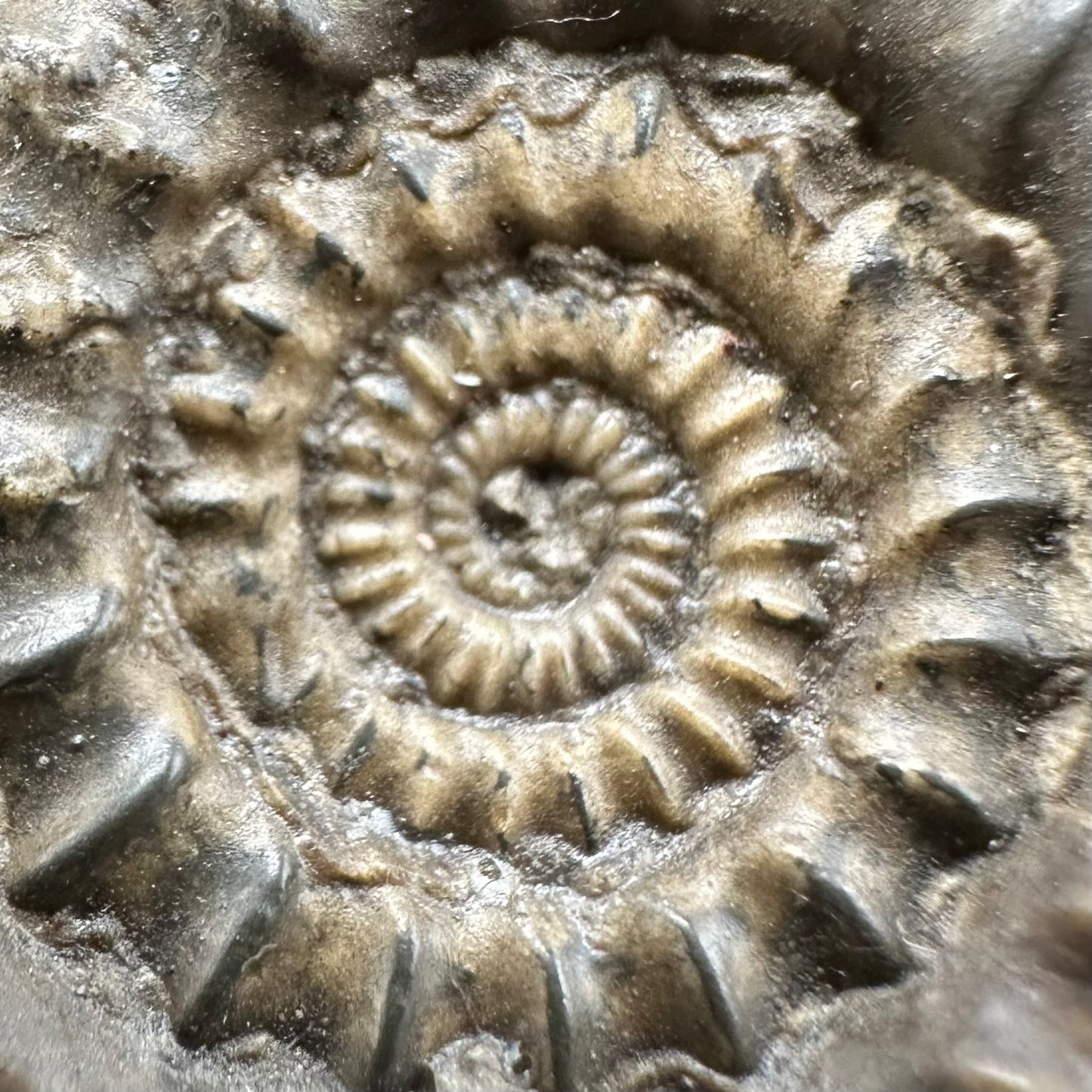 Gagaticeras Ammonite fossil with box and stand - Whitby, North Yorkshire Jurassic Coast Yorkshire Fossils