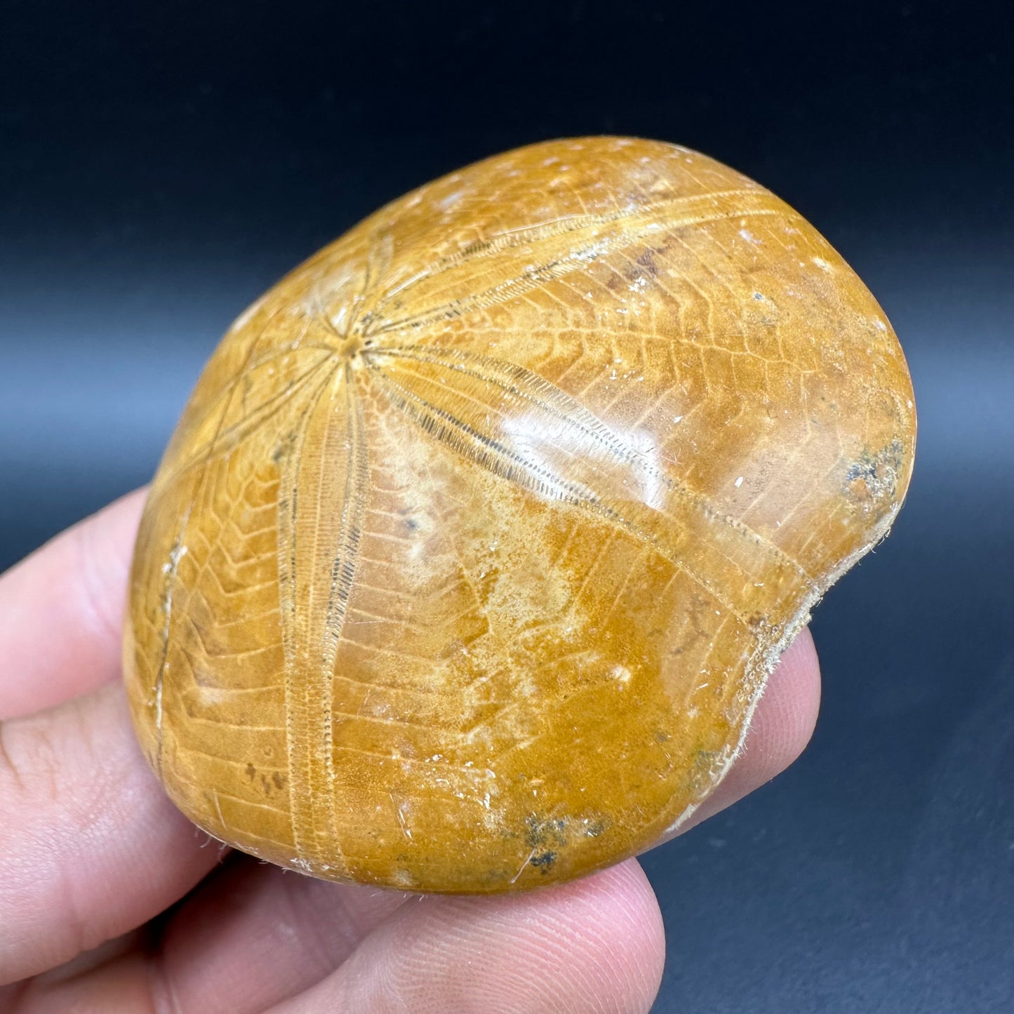 Holectypus Sea Urchin Fossil With Box And Stand - Middle Jurassic Madagascar