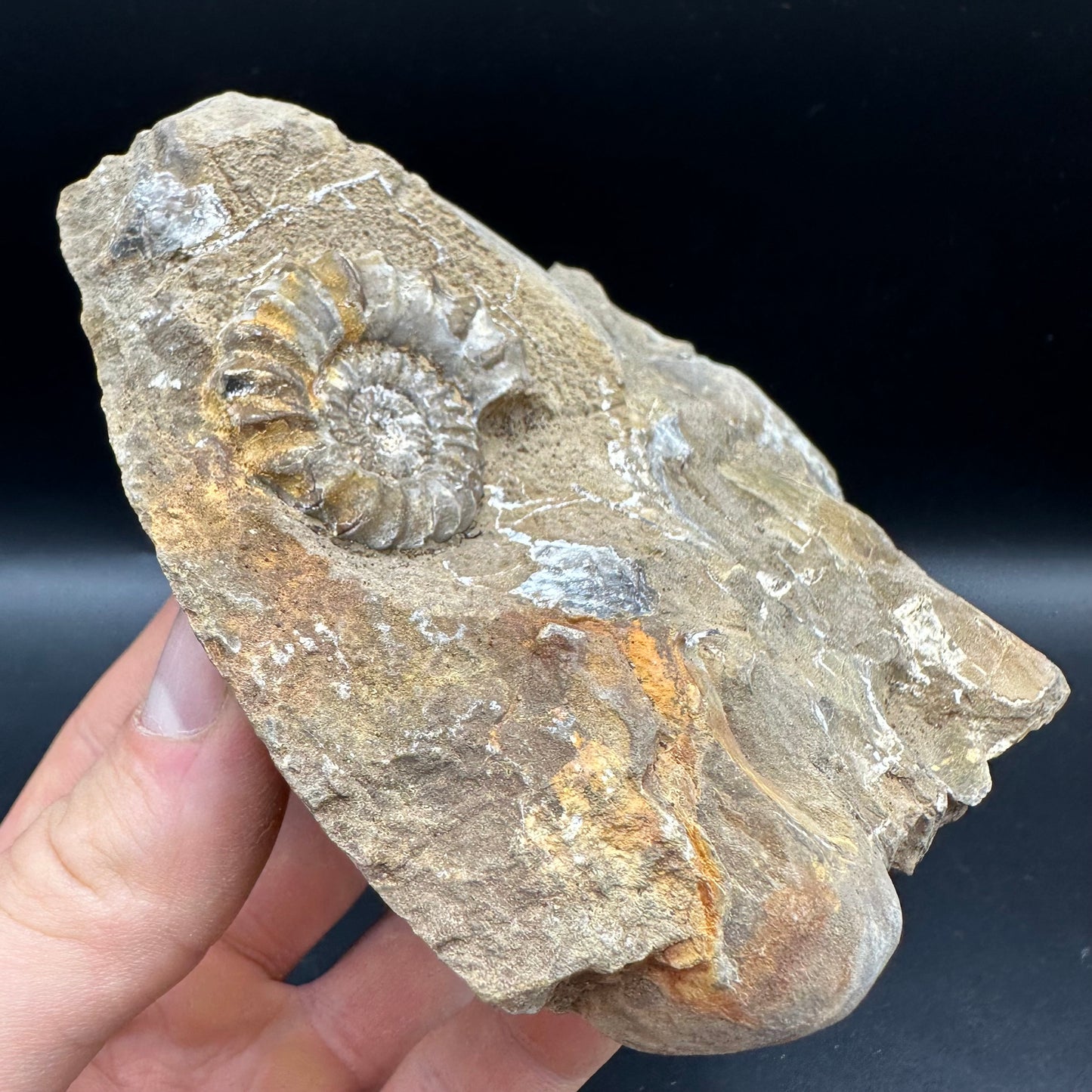 Androgynoceras capricornus Ammonite fossil - Whitby, North Yorkshire Jurassic Coast Yorkshire Fossils