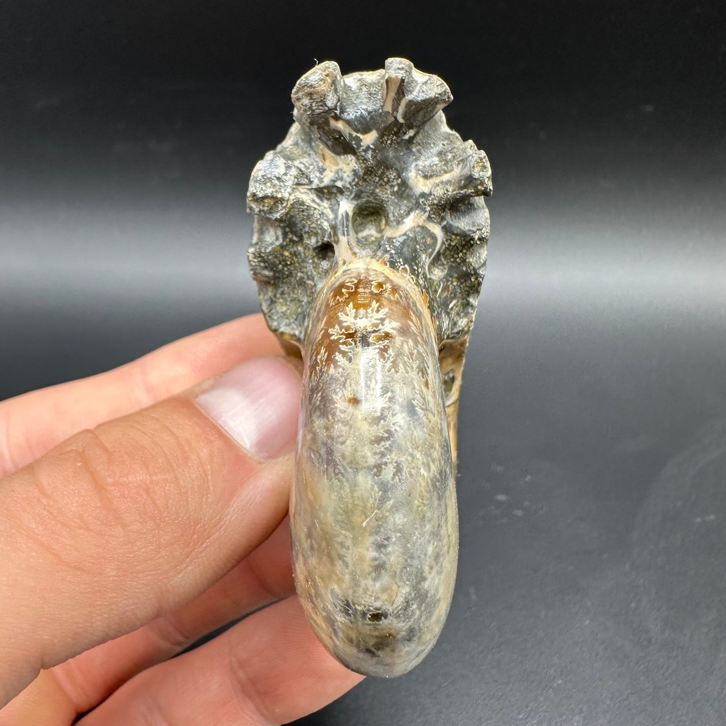 Puzosia Ammonite Fossil With Box And Stand - Cretaceous Ammonite Madagascar