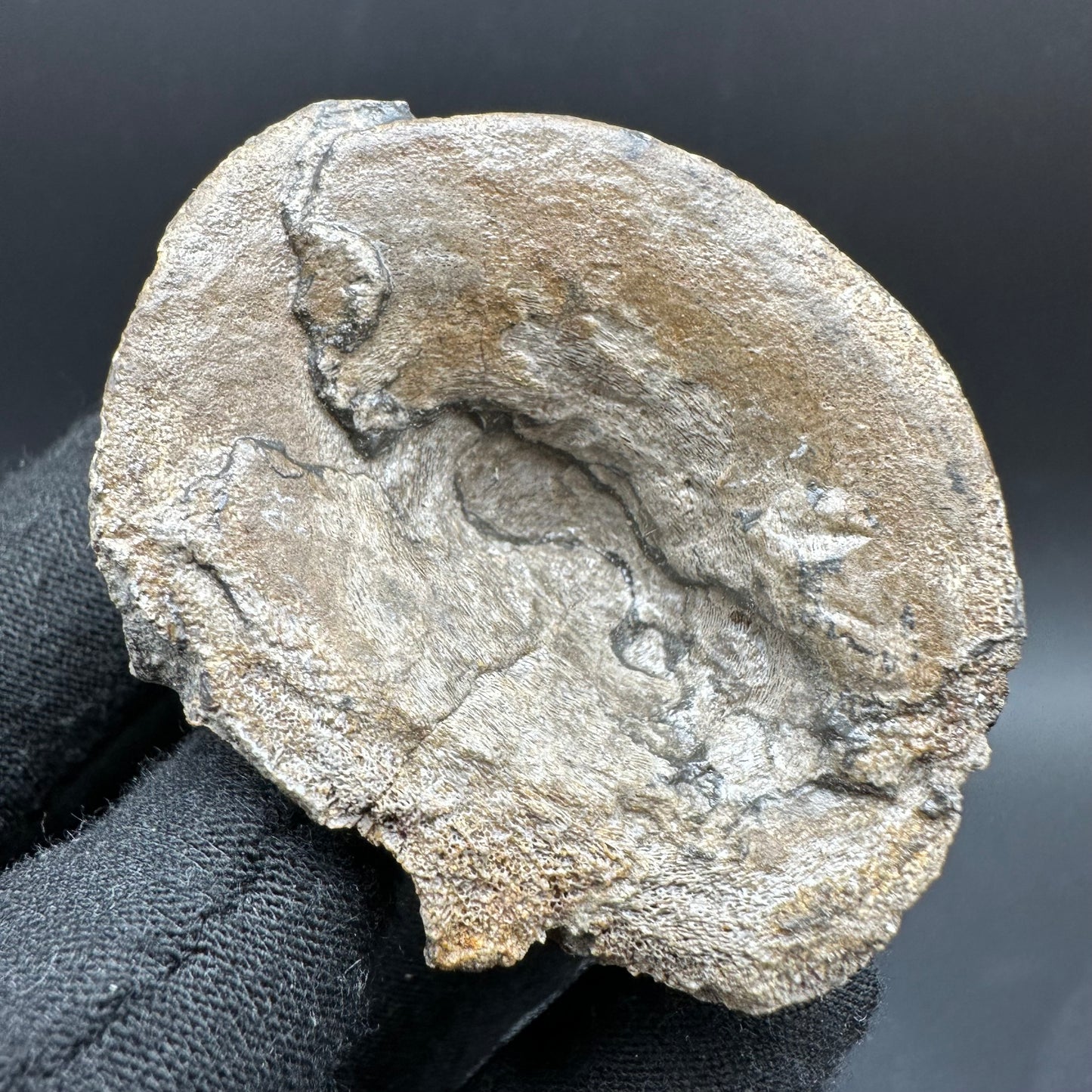 Ichthyosaur Vertebra fossil with box and stand - Whitby, North Yorkshire Jurassic Coast, Yorkshire fossils found on the Jurassic Coast