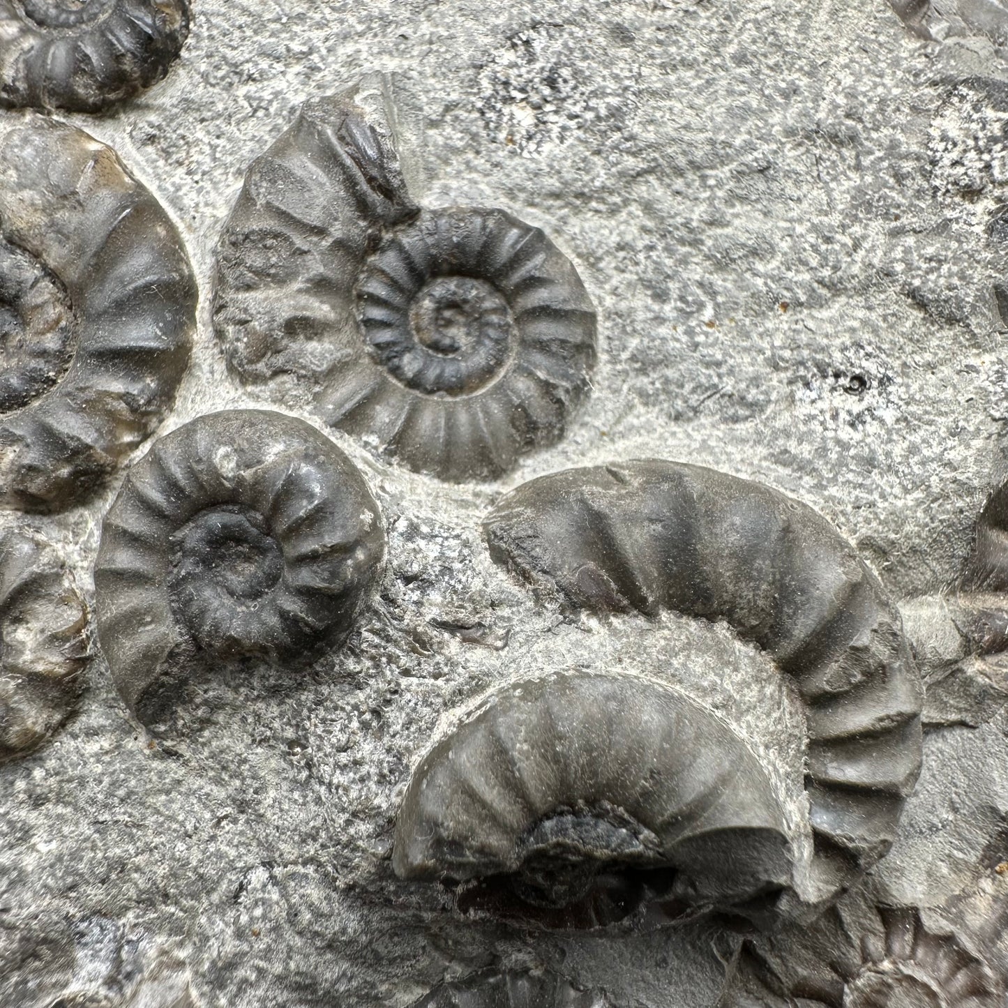 Eugassiceras Ammonite shell fossil with box and stand - Whitby, North Yorkshire Jurassic Coast Yorkshire Fossils
