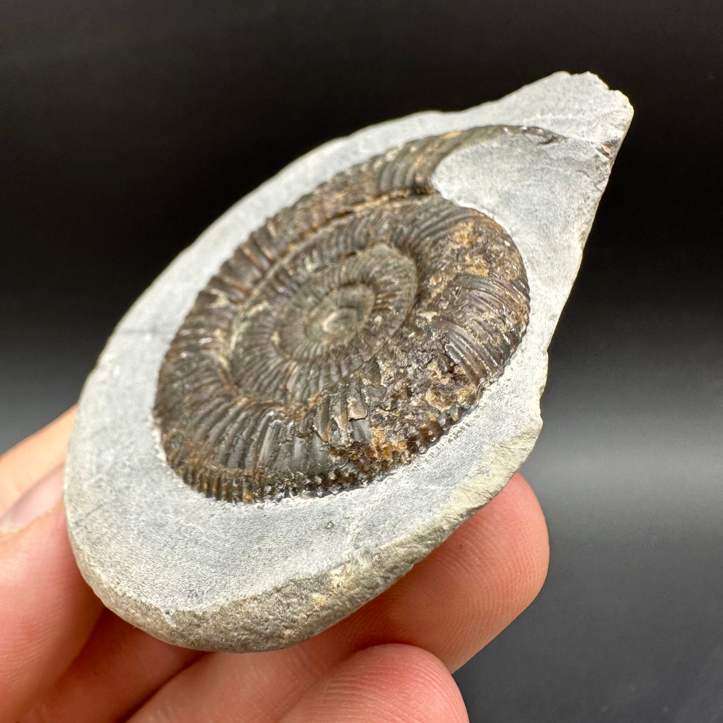 Dactylioceras Ammonite Fossil With Box And Stand - Whitby, North Yorkshire Jurassic Coast Yorkshire Fossils