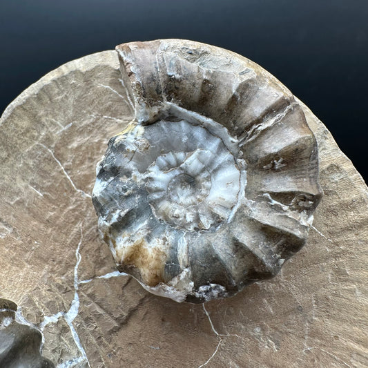 Androgynoceras maculatum ammonite fossil with stand - Whitby, North Yorkshire Jurassic Coast Yorkshire Fossils
