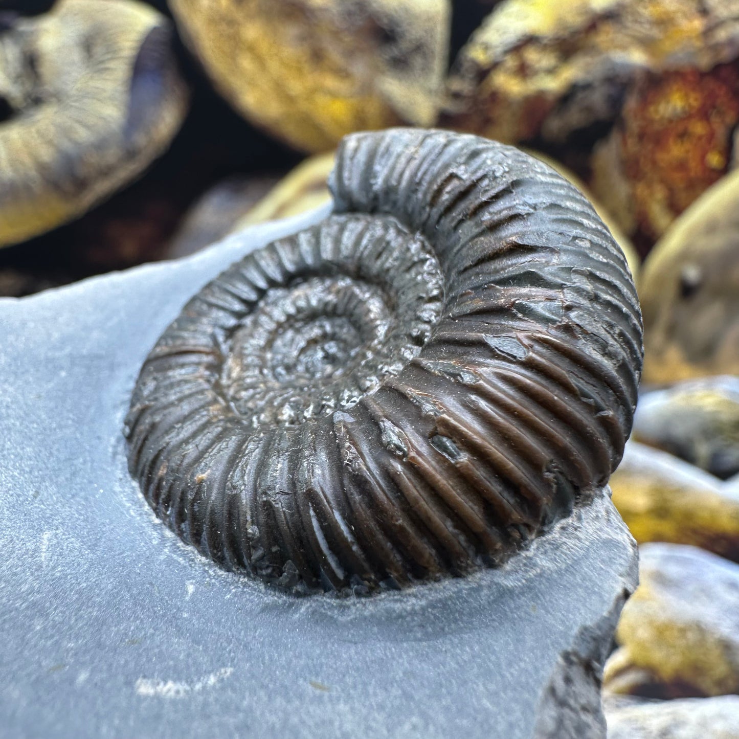 Catacoeloceras jordani ammonite fossil - Whitby, North Yorkshire