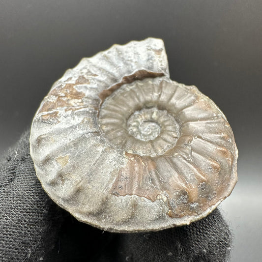 Agassiceras shell fossil with box and stand - Whitby, North Yorkshire Jurassic Coast Yorkshire Fossils