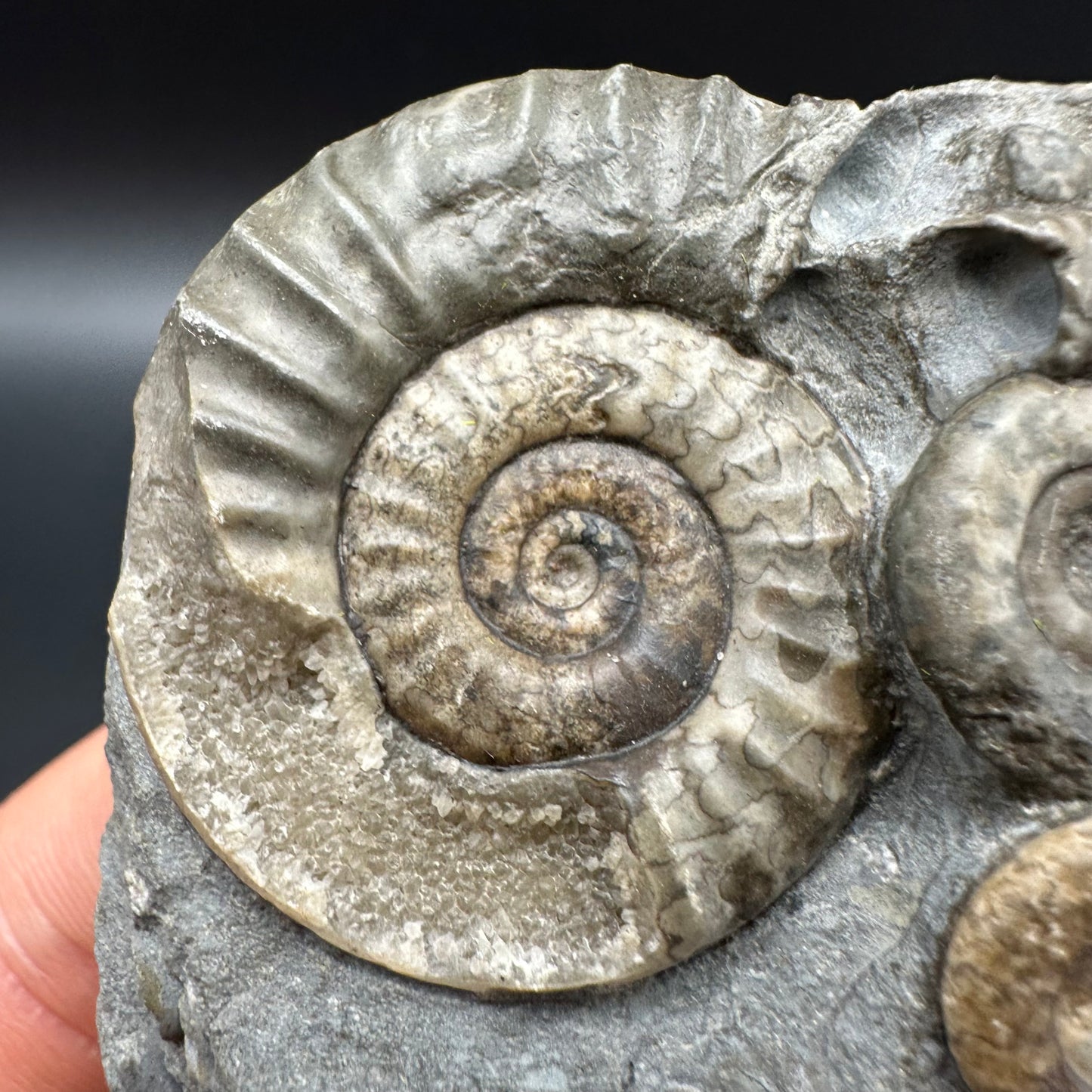 Arnioceras ammonite shell fossil with box and stand - Whitby, North Yorkshire Jurassic Coast Yorkshire Fossils