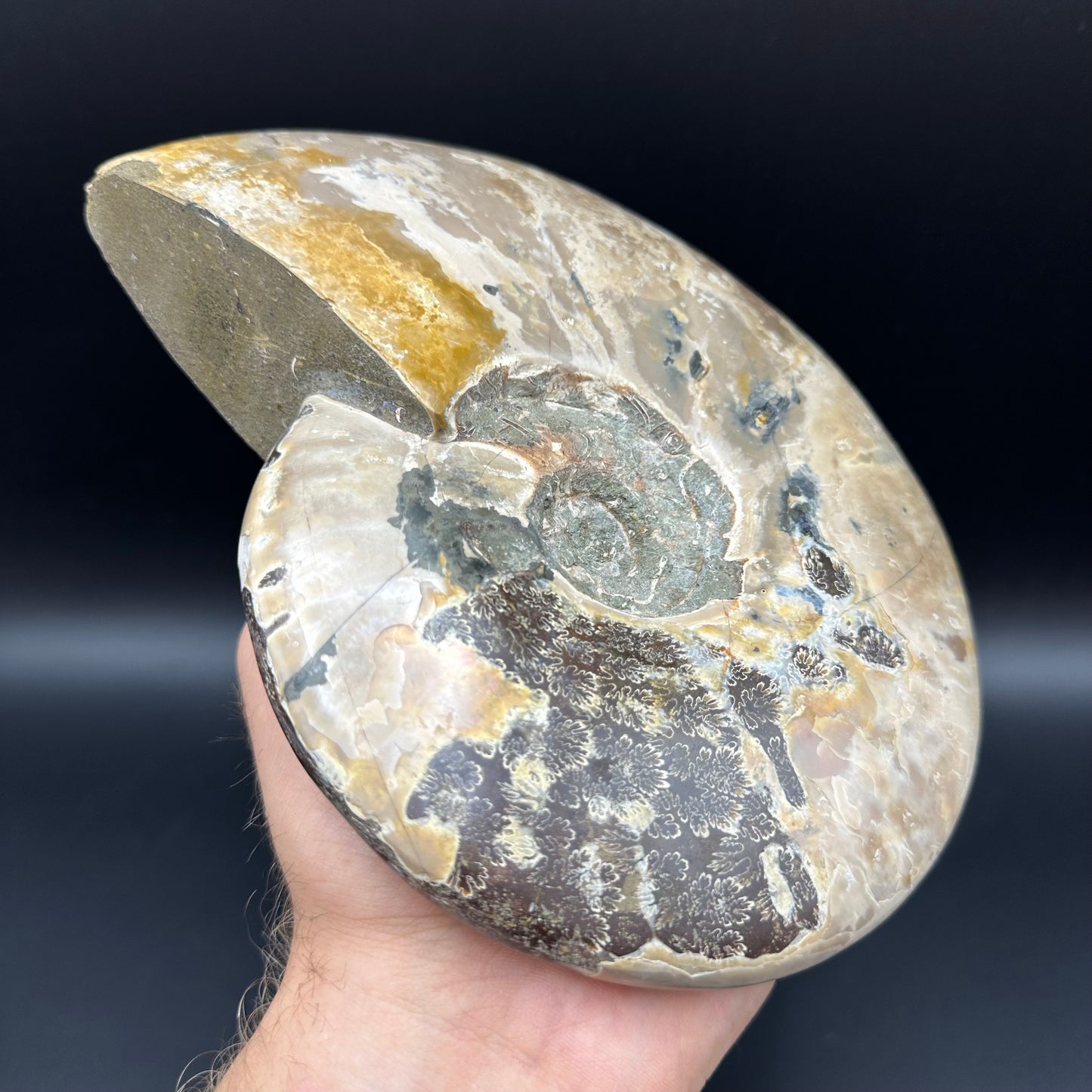 Cleoniceras Ammonite Fossil With Stand - Cretaceous Ammonite Madagascar
