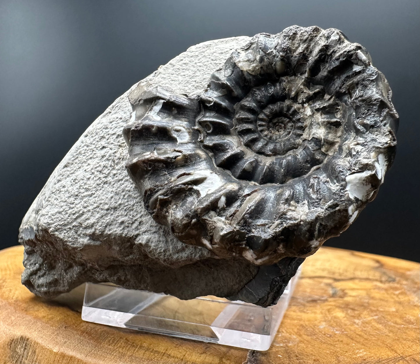 Androgynoceras maculatum ammonite fossil with box and stand - Whitby, North Yorkshire Jurassic Coast Yorkshire Fossils