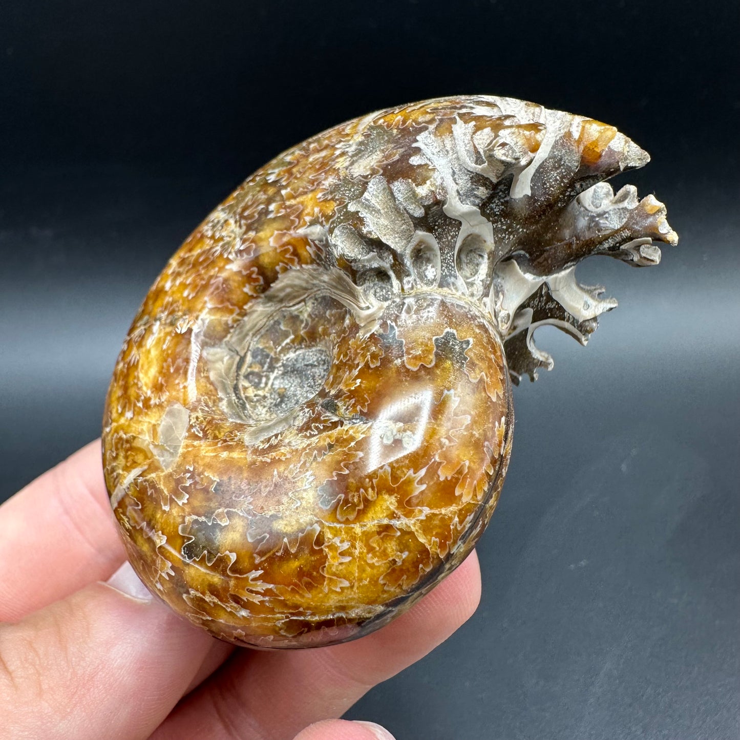 Puzosia Ammonite Fossil With Box And Stand - Cretaceous Ammonite Madagascar