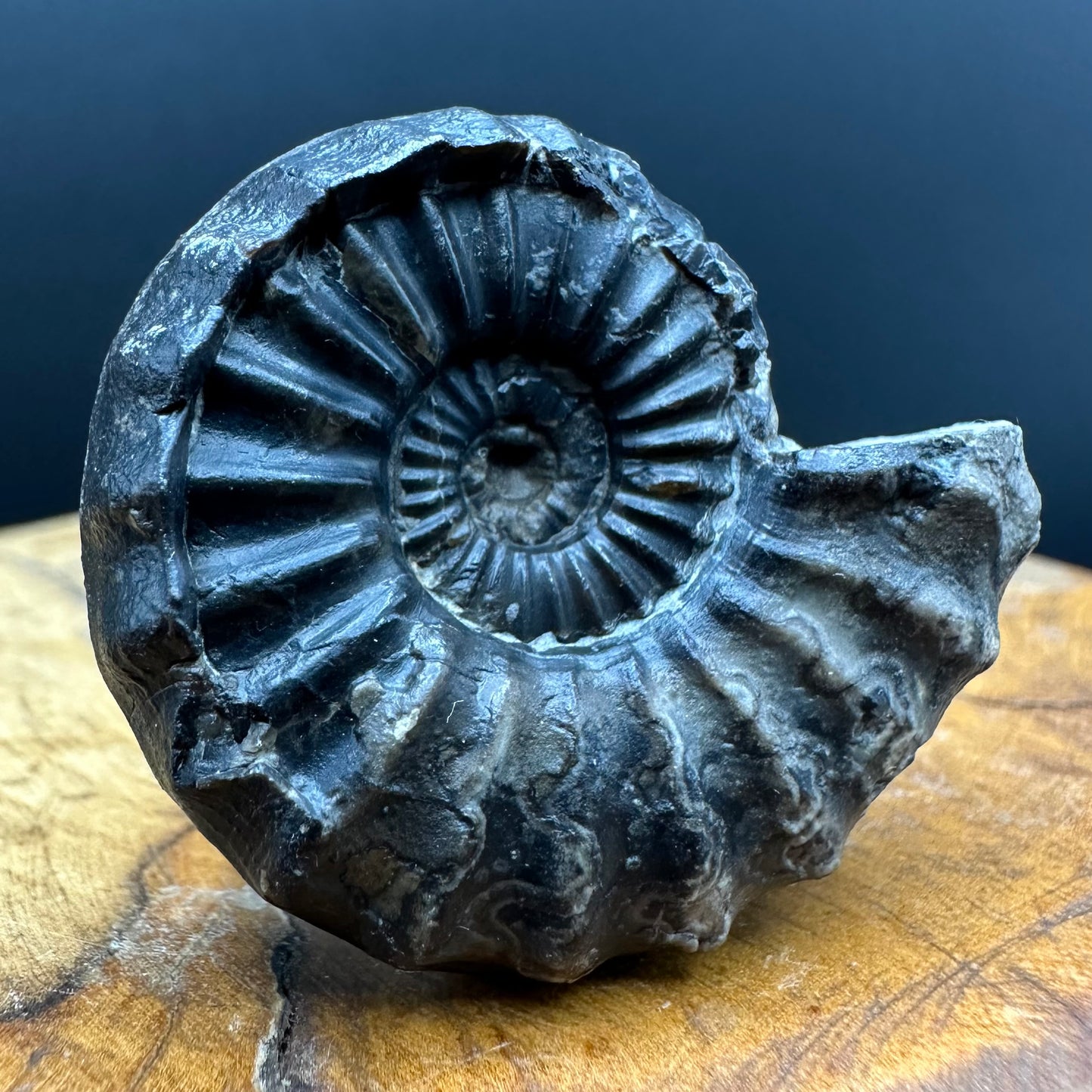 Aegasteroceras sagittarium ammonite fossil with box and stand - Whitby, North Yorkshire Jurassic Coast Yorkshire Fossils