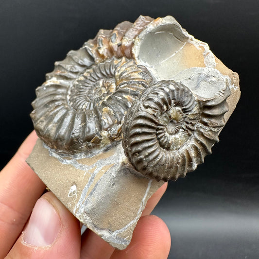 Pleuroceras paucicostatum ammonite fossil with box and stand - Whitby, North Yorkshire Jurassic Coast Yorkshire Fossils