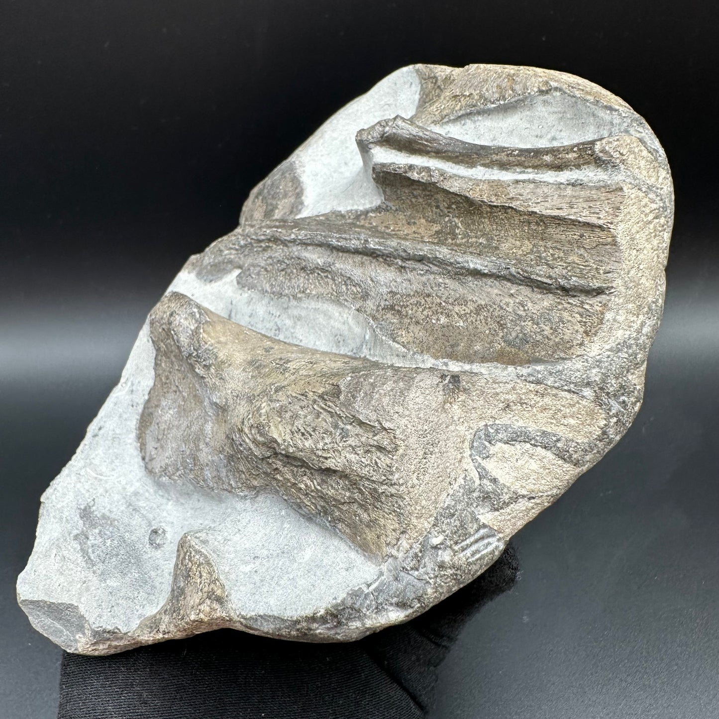 Gyrosteus Fish Bone fossil - Whitby, North Yorkshire, Jurassic Coast, Yorkshire Fossils