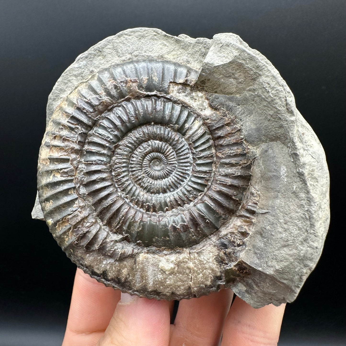 Dactylioceras Ammonite nodule (split pair) Fossil With Box And Stand - Whitby, North Yorkshire Jurassic Coast Yorkshire Fossils