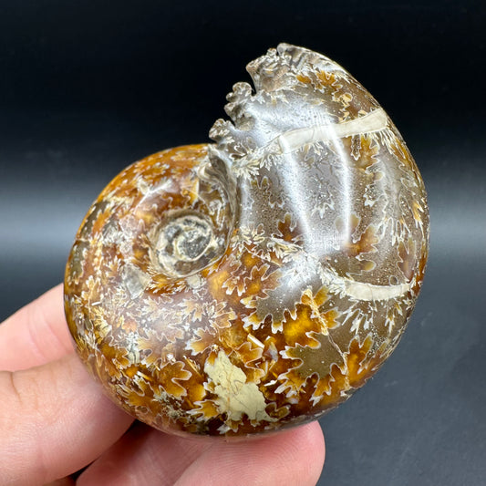 Puzosia Ammonite Fossil With Box And Stand - Cretaceous Ammonite Madagascar