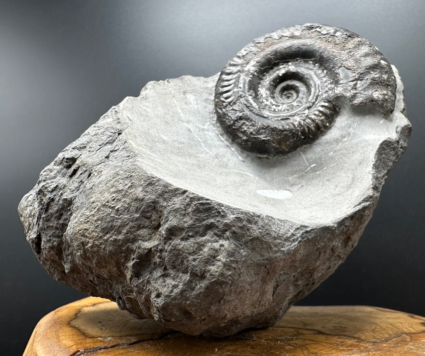 Hildoceras Bifrons Ammonite fossil with stand - Whitby, North Yorkshire Jurassic Coast, Yorkshire Fossils from the Jurassic Coast