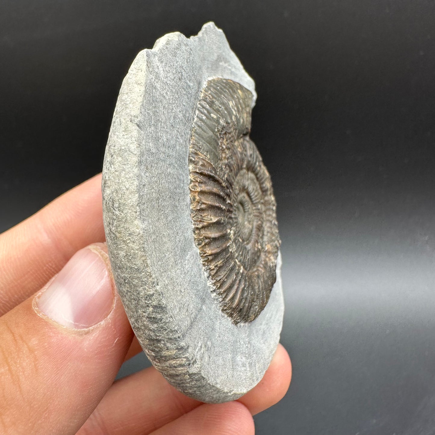Dactylioceras Ammonite Fossil With Box And Stand - Whitby, North Yorkshire Jurassic Coast Yorkshire Fossils