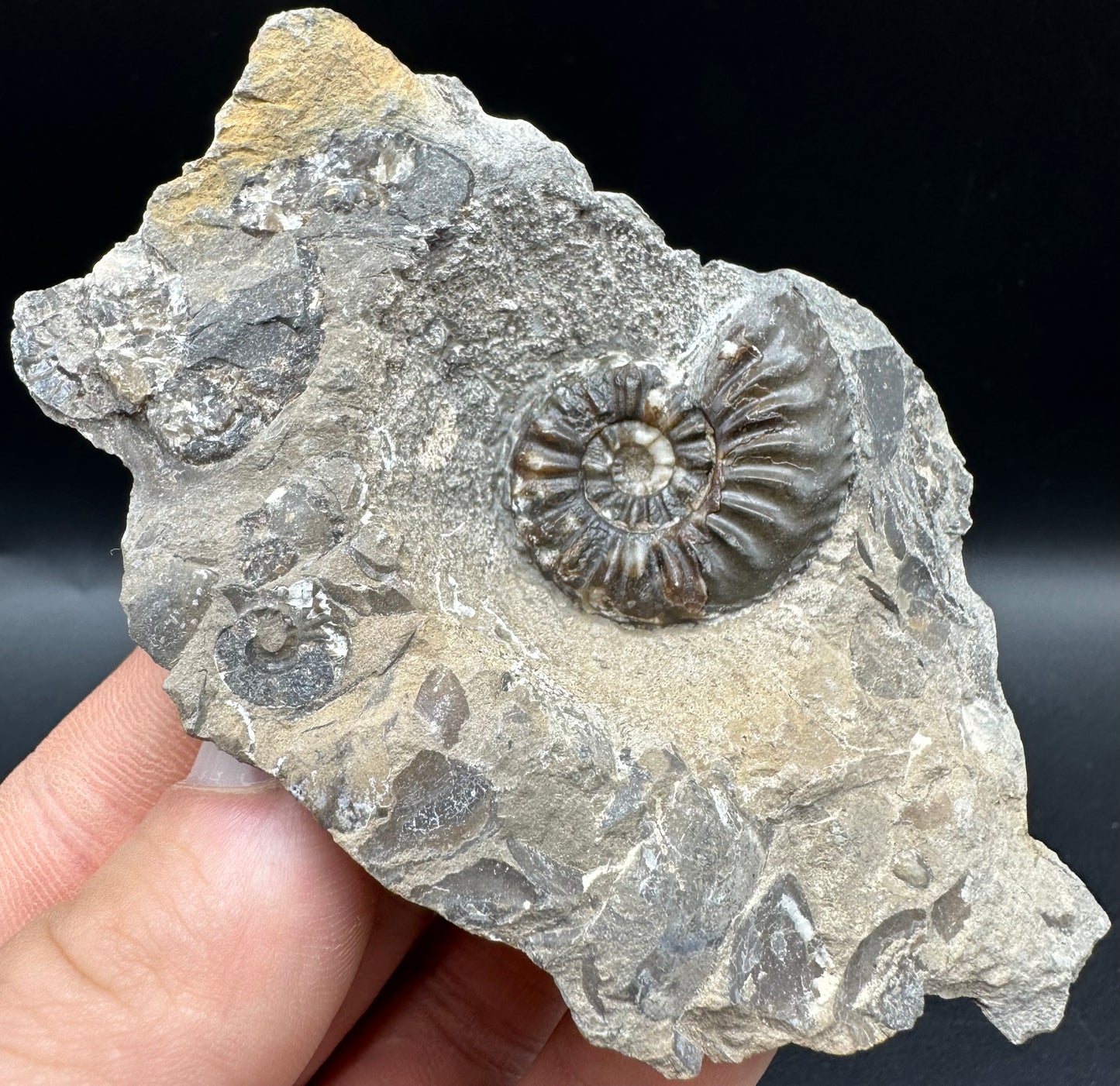 Amaltheus subnodosus Ammonite fossil with box and stand - Whitby, North Yorkshire Jurassic Coast Yorkshire Fossils
