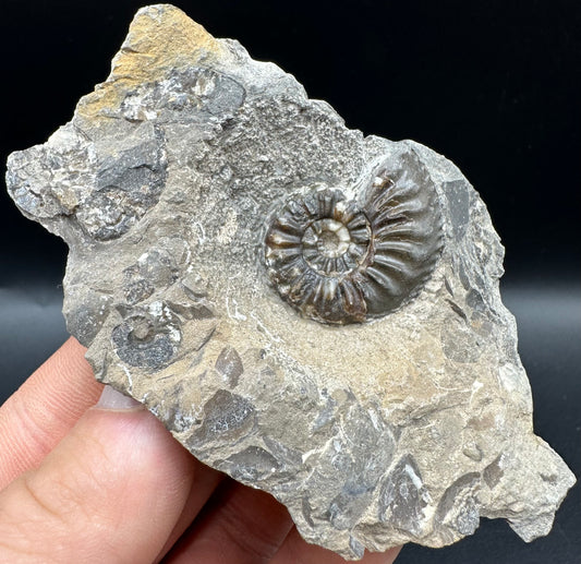 Amaltheus subnodosus Ammonite fossil with box and stand - Whitby, North Yorkshire Jurassic Coast Yorkshire Fossils