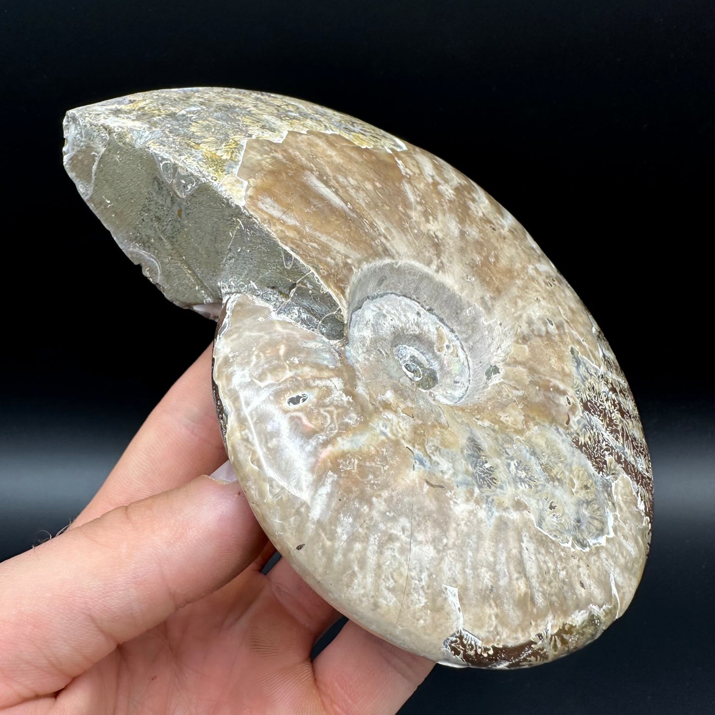 Cleoniceras Ammonite Fossil With Stand - Cretaceous Ammonite Madagascar