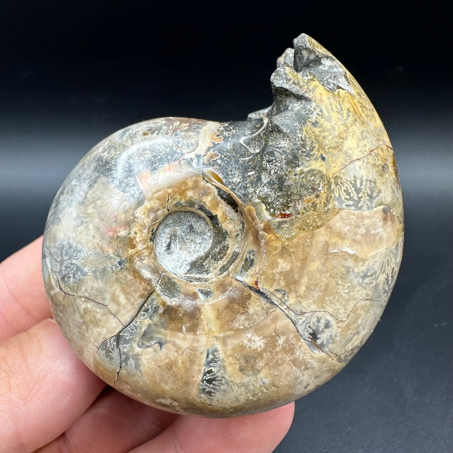 Puzosia Ammonite Fossil With Box And Stand - Cretaceous Ammonite Madagascar