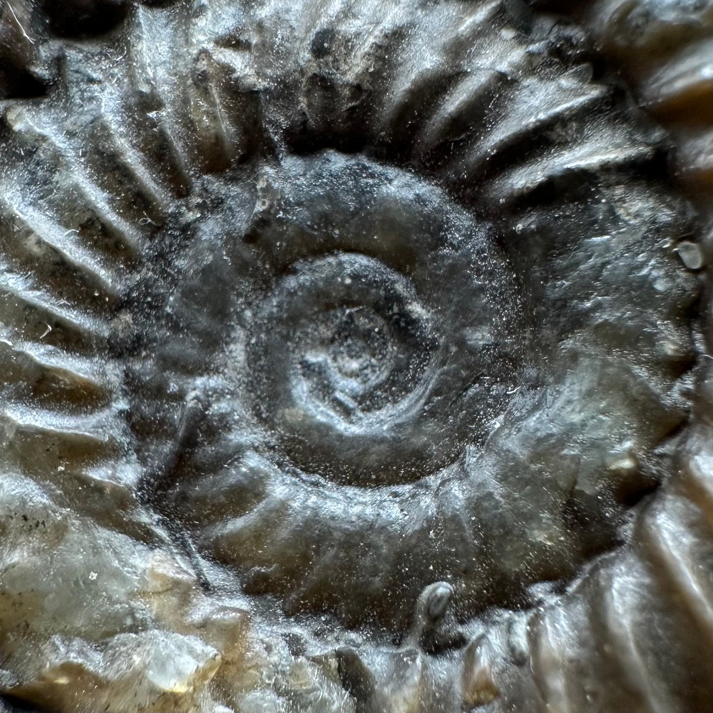 Arnioceras ammonite shell fossil with box and stand - Whitby, North Yorkshire Jurassic Coast Yorkshire Fossils