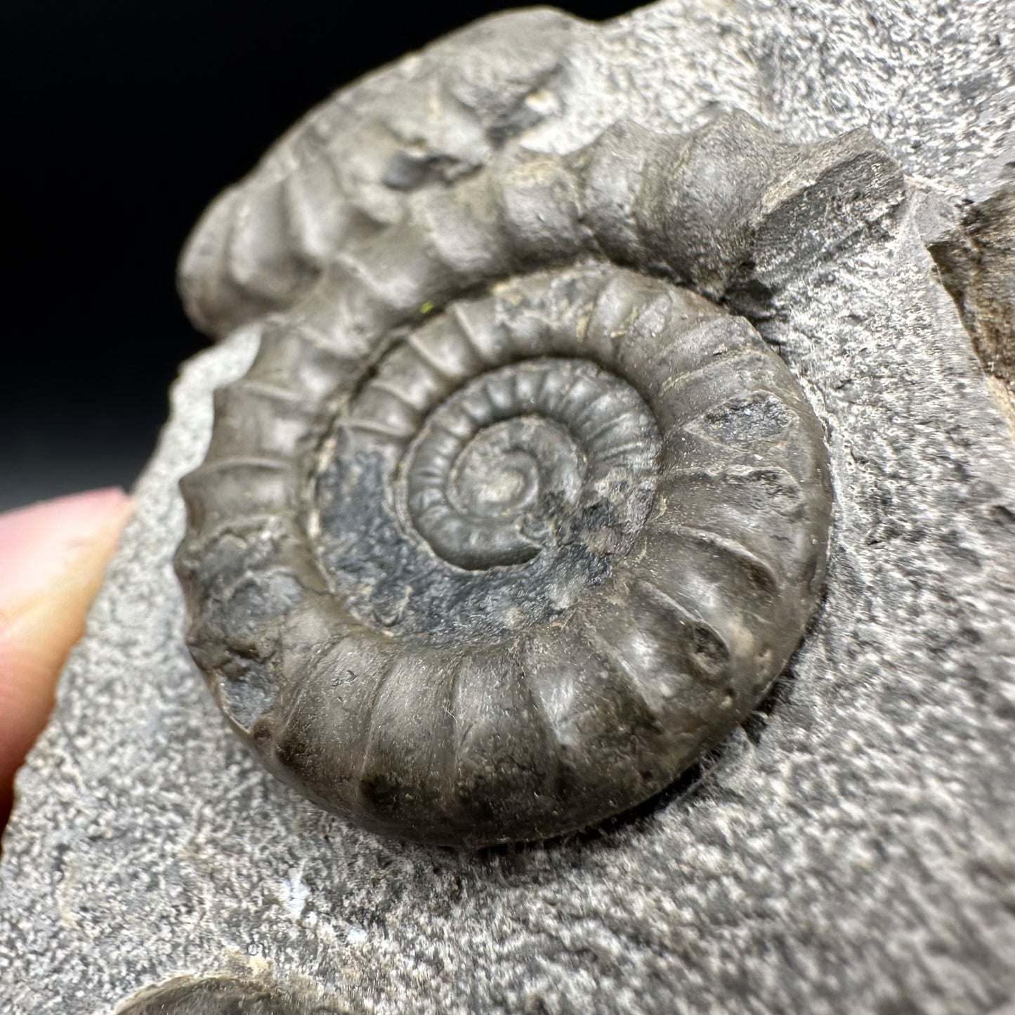 Arnioceras ammonite shell fossil with box and stand - Whitby, North Yorkshire Jurassic Coast Yorkshire Fossils