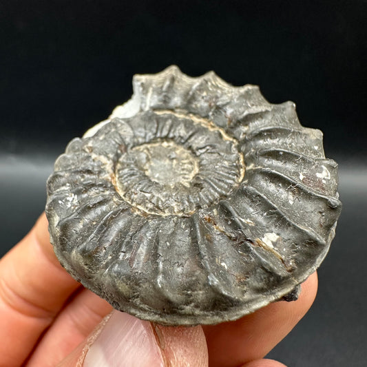 Pleuroceras hawskerense Ammonite fossil with box and stand - Whitby, North Yorkshire Jurassic Coast, Yorkshire fossils