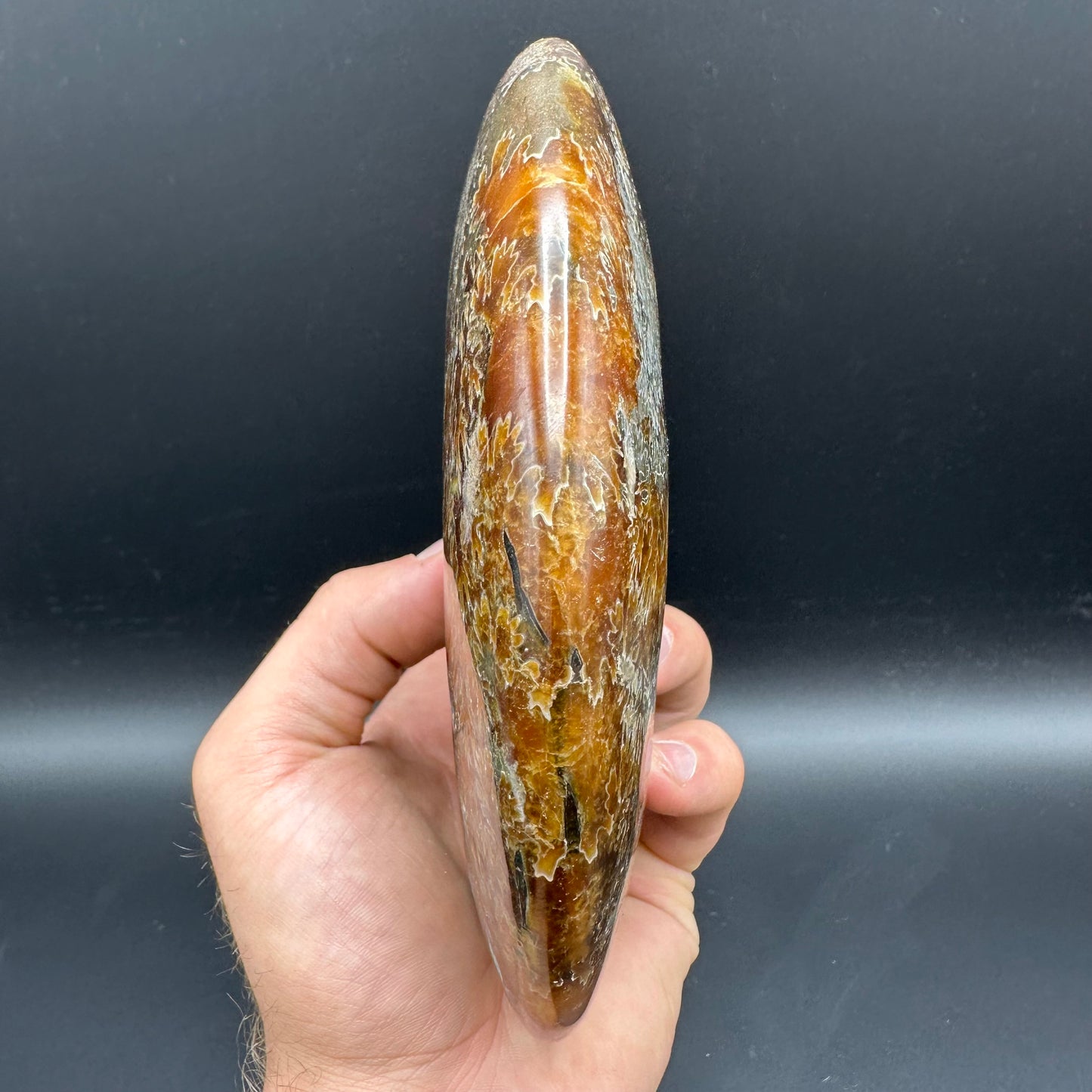 Cleoniceras Ammonite Fossil With Stand - Cretaceous Ammonite Madagascar