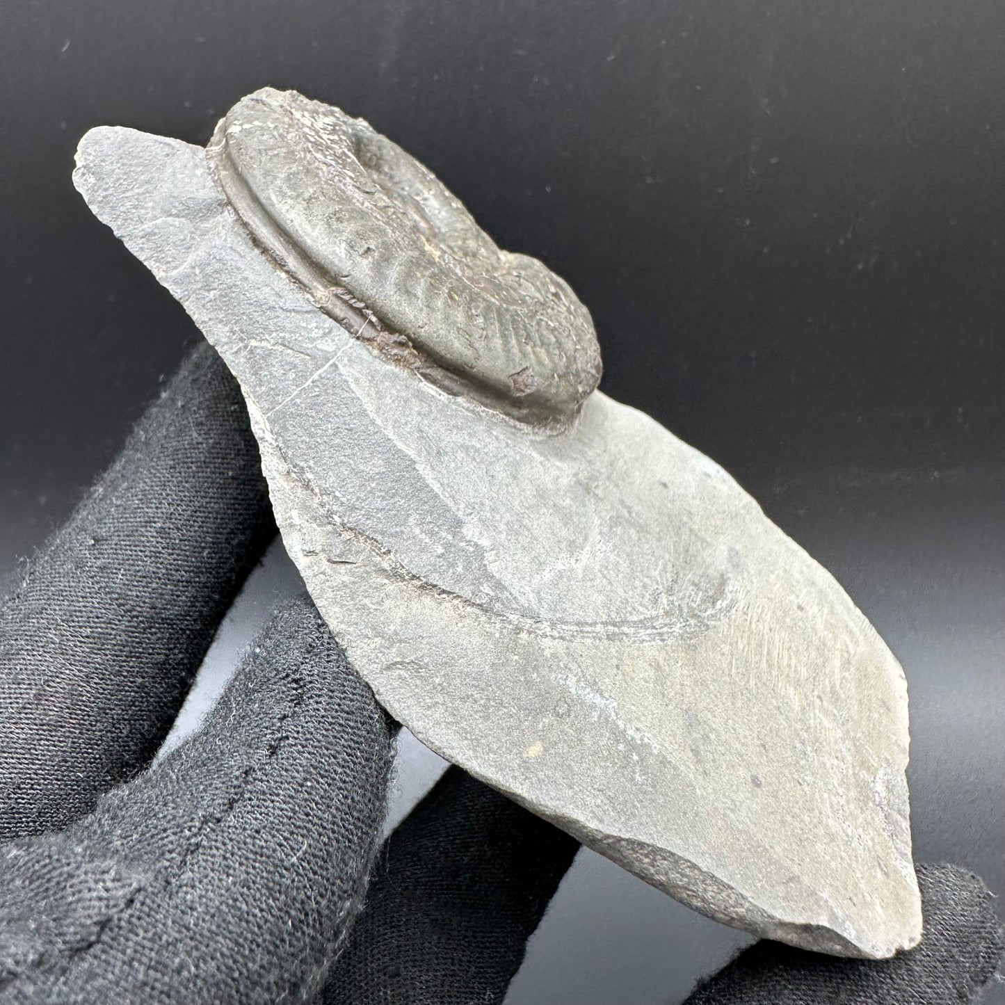 Hildoceras semipolitum Ammonite fossil with box and stand - Whitby, North Yorkshire Jurassic Coast, Yorkshire Fossils from the Jurassic Coast