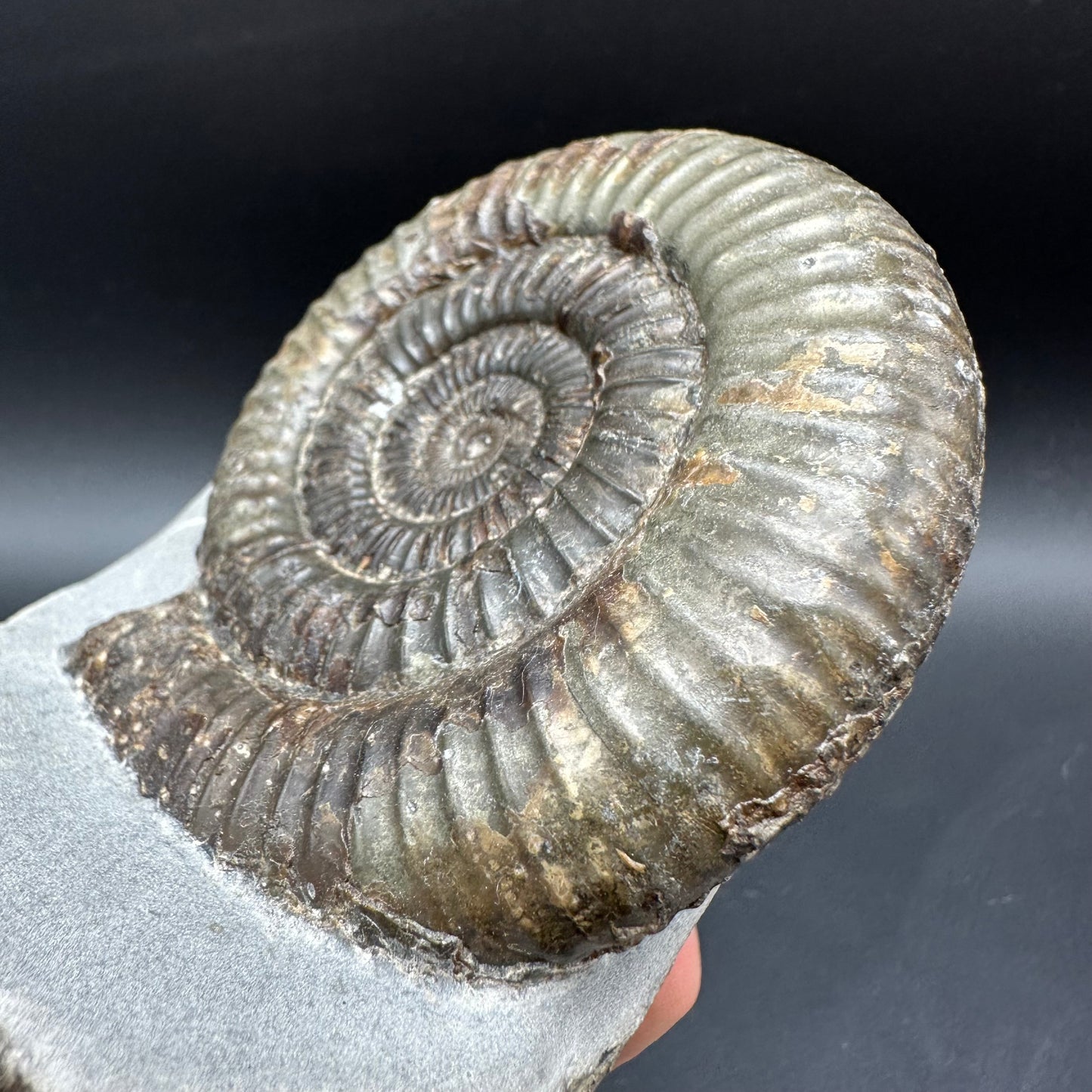 Dactylioceras Ammonite Fossil With box and Stand - Whitby, North Yorkshire Jurassic Coast Yorkshire Fossils