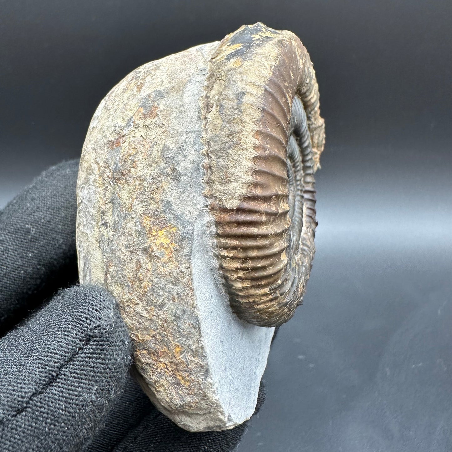 Dactylioceras Ammonite Fossil With Box And Stand - Whitby, North Yorkshire Jurassic Coast Yorkshire Fossils
